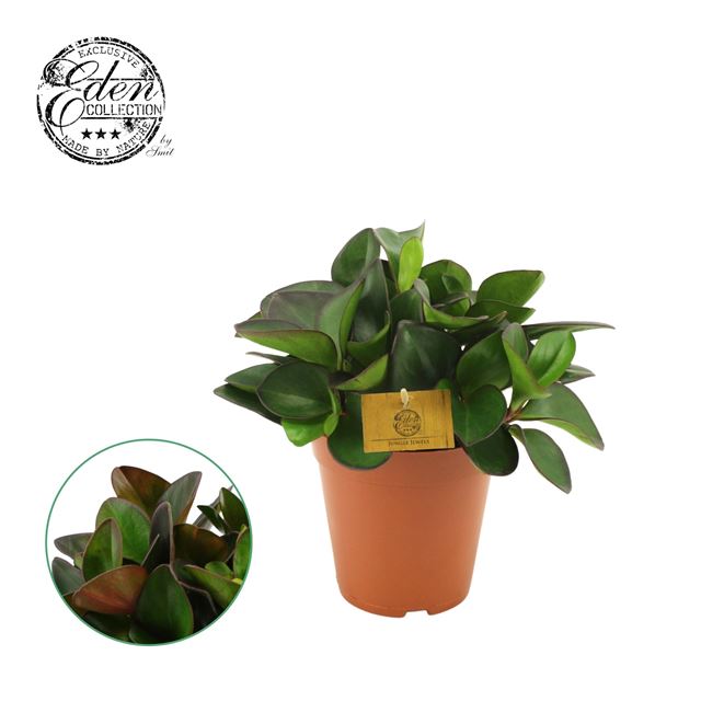 Picture of Peperomia clusiifolia red margin