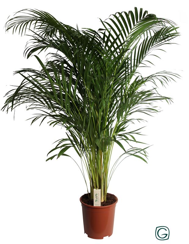 Picture of Dypsis lutescens