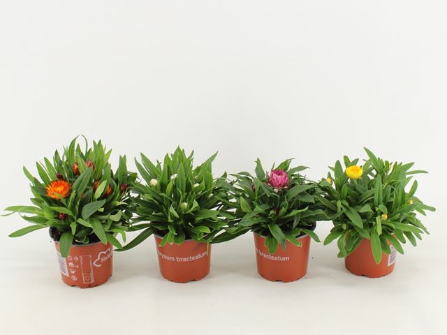 Picture of Helichrysum bracteantha mix