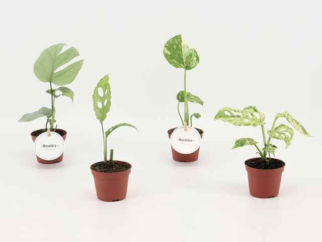 Picture of Monstera mix