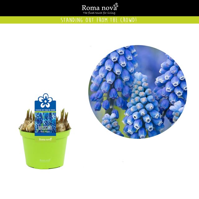 Picture of Muscari armeniacum blue magic