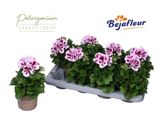 Picture of Pelargonium grandiflorum emma
