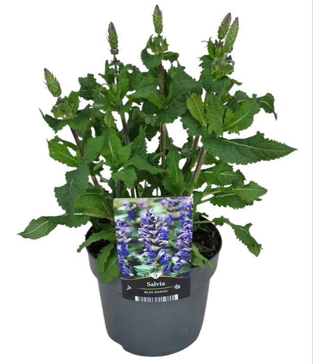 Picture of Salvia nemorosa marvel blue