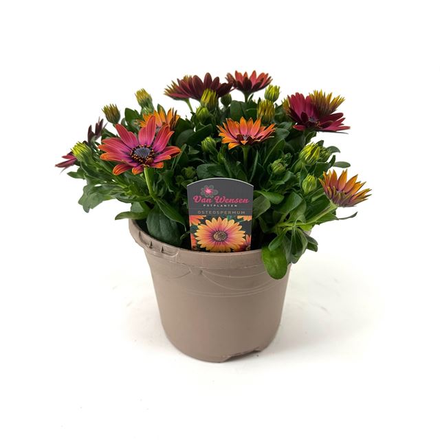 Picture of Osteospermum senorita andreea