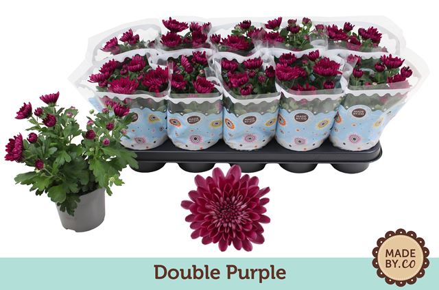 Picture of Chrysanthemum indicum double red