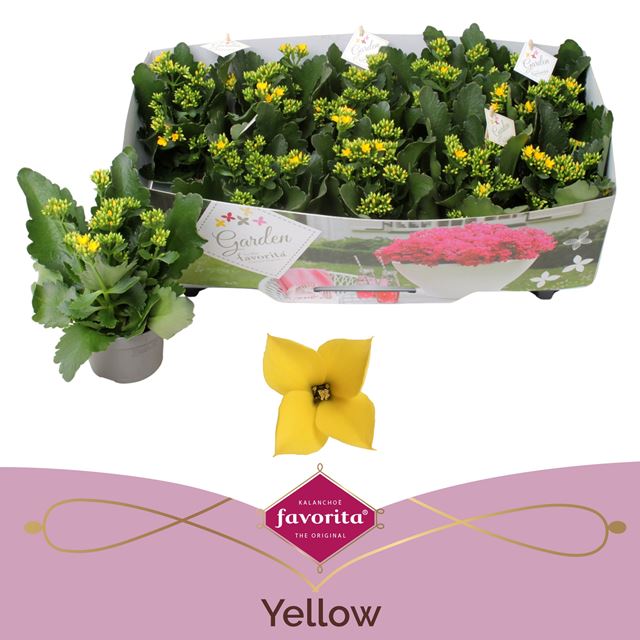 Picture of Kalanchoe garden favorita yellow