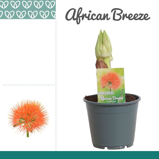 Picture of Scadoxus multiflorus