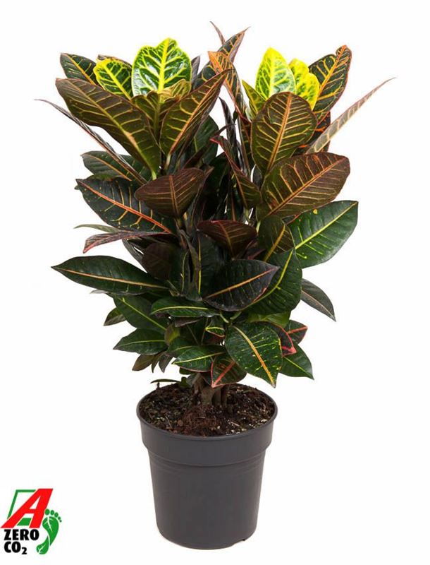 Picture of Codiaeum petra branched