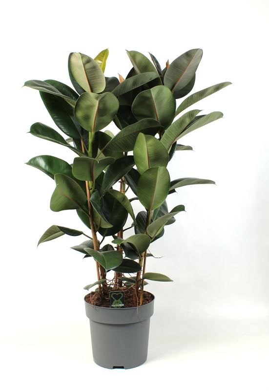 Picture of Ficus elastica robusta