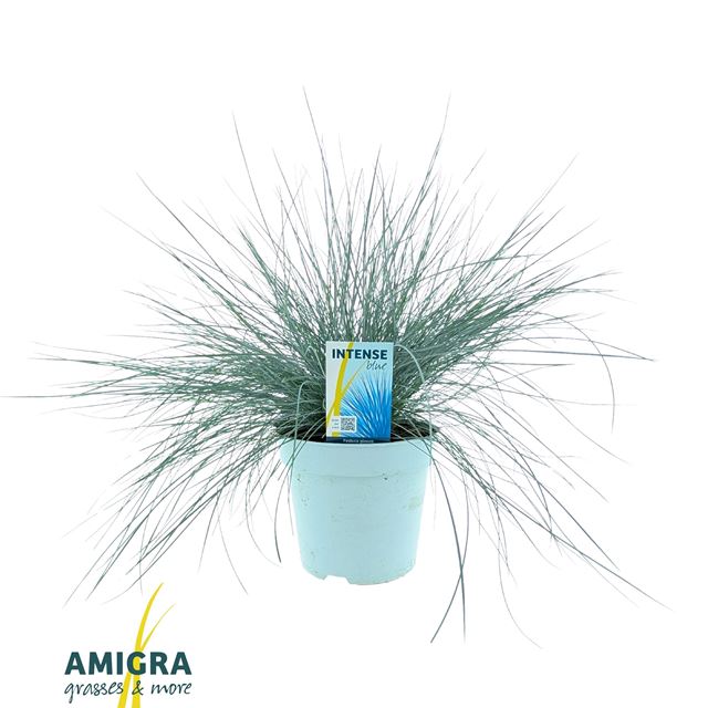 Picture of Festuca glauca intense blue