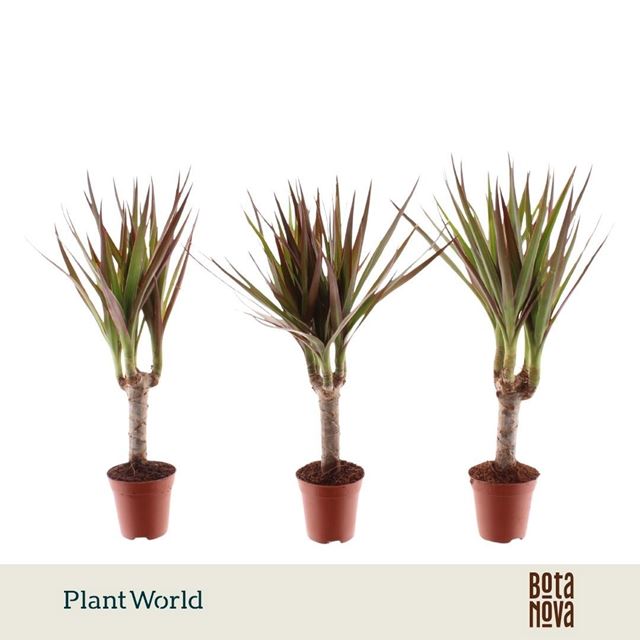 Picture of Dracaena marginata magenta