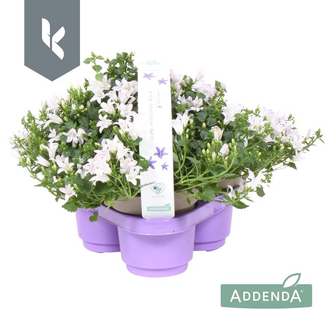 Picture of CAMPANULA AMBELLA WHITE 03-PACK