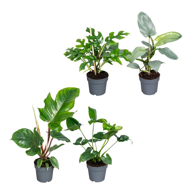 Picture of Philodendron mix