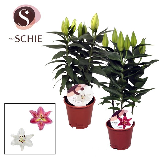 Picture of Lilium oriental 03pp mix