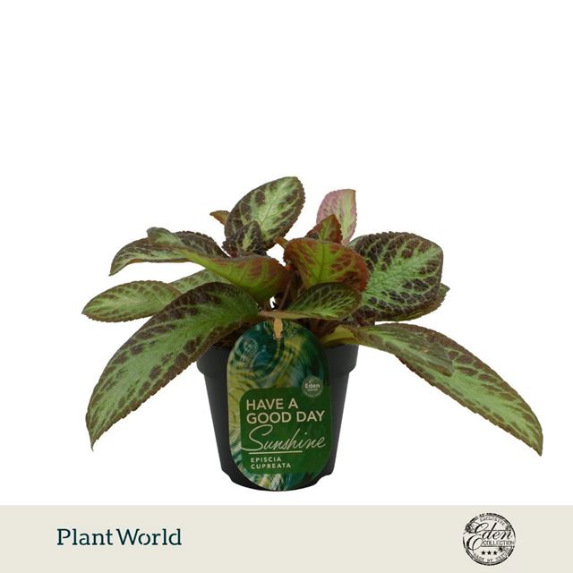 Picture of Episcia cupreata zebra