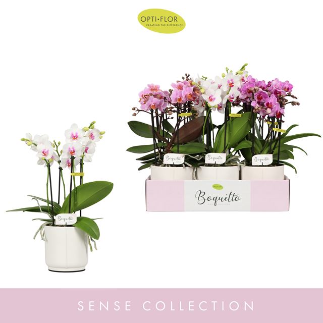 Picture of PHALAENOPSIS 03-STEM BOQUETTO PINKO MIX IN CERAMIC