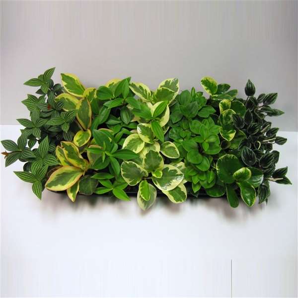 Picture of PEPEROMIA MIX