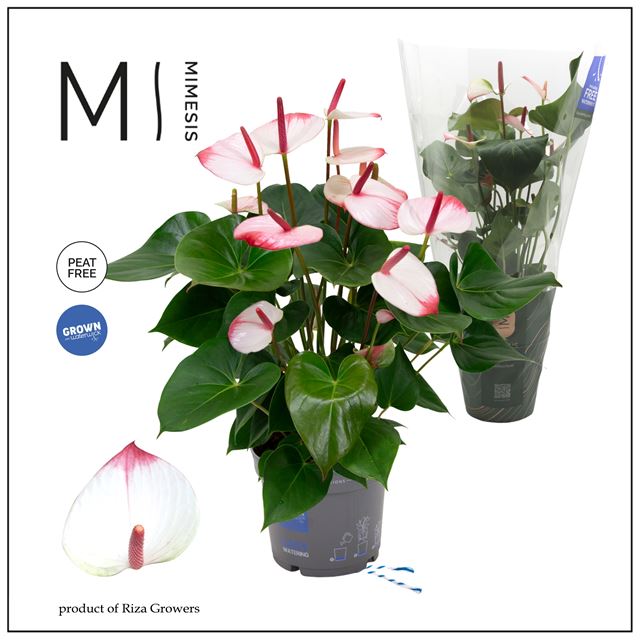 Picture of Anthurium grandi flora hotlips