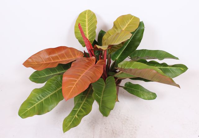 Picture of PHILODENDRON PRINCE OF ORANGE
