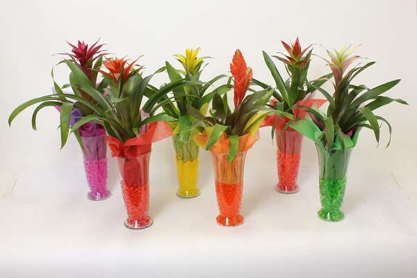 Picture of BROMELIA MIX IN MARIN GLASS