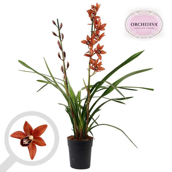 Picture of CYMBIDIUM 02-STEM ORANGE