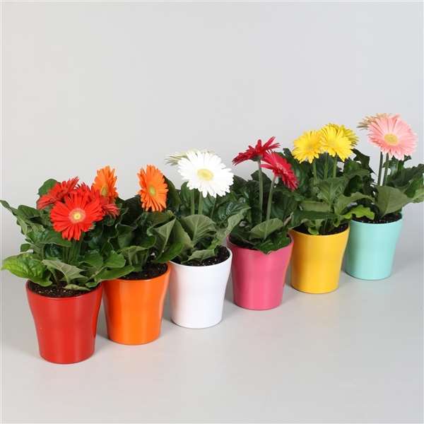 Picture of GERBERA MIX IN CERAMIC