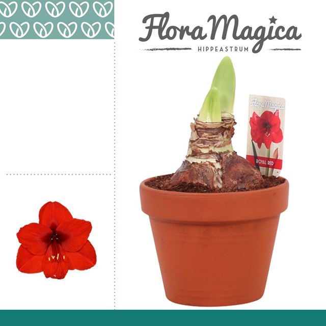 Picture of HIPPEASTRUM 02-FL ROYAL RED IN TERRACOTTA