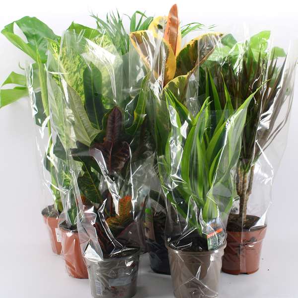 Picture of HOUSEPLANT MIX