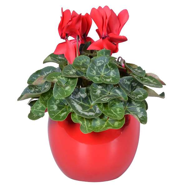 Picture of CYCLAMEN RED IN RED BALL CERAMIC