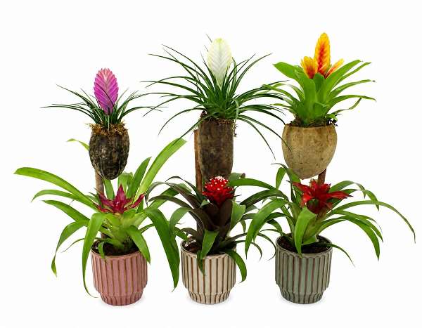 Picture of Bromelia mix on wood