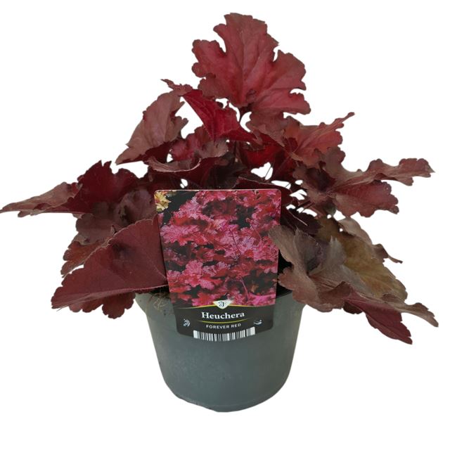 Picture of HEUCHERA BLACK TAFFETA