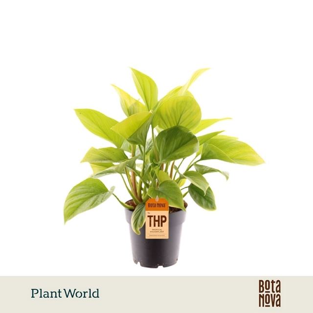 Picture of Homalomena lemon lime