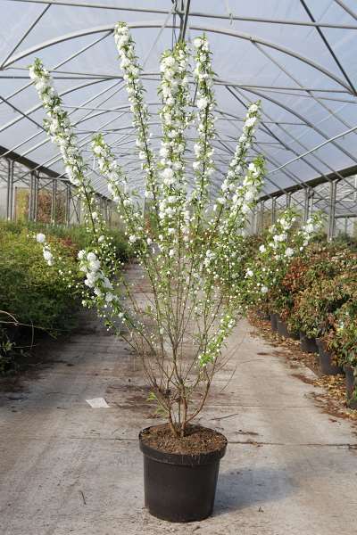 Picture of Prunus glandulosa alba plena