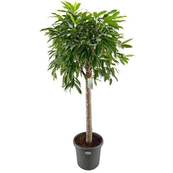 Picture of Ficus amstel king on stem