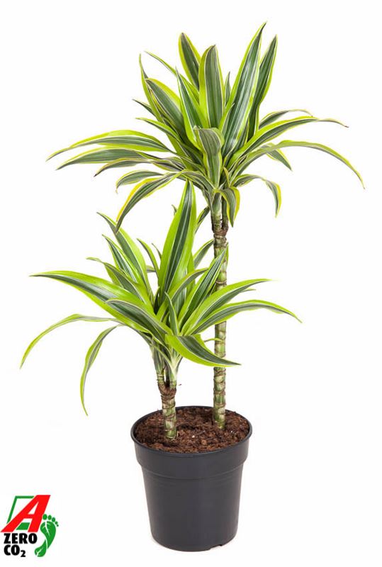 Picture of DRACAENA FRAGRANS LEMON LIME 045+/15+