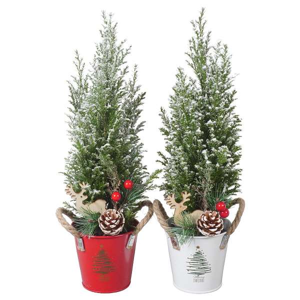 Picture of CHAMAECYPARIS ELWOODI + SNOW IN XMAS ZINC