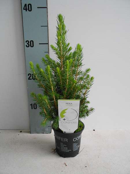 Picture of PICEA GLAUCA CONICA