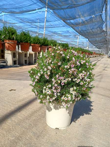 Picture of CHAMELAUCIUM UNCINATUM WAXFLOWER