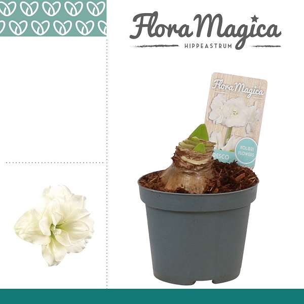 Picture of HIPPEASTRUM 02-FL ALFRESCO 