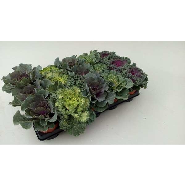 Picture of BRASSICA OLERACEA MIX