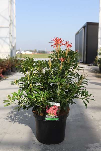 Picture of PIERIS JAPONICA FOREST FLAME