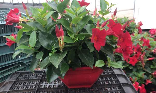 Picture of DIPLADENIA COLLECTION P26CM POT OCE