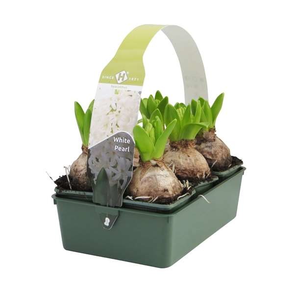 Picture of HYACINTHUS 01BULB WHITE 06-PACK