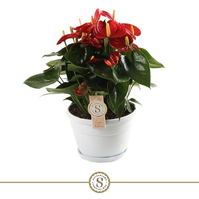 Picture of ANTHURIUM ANDREANUM CHAMPION RED