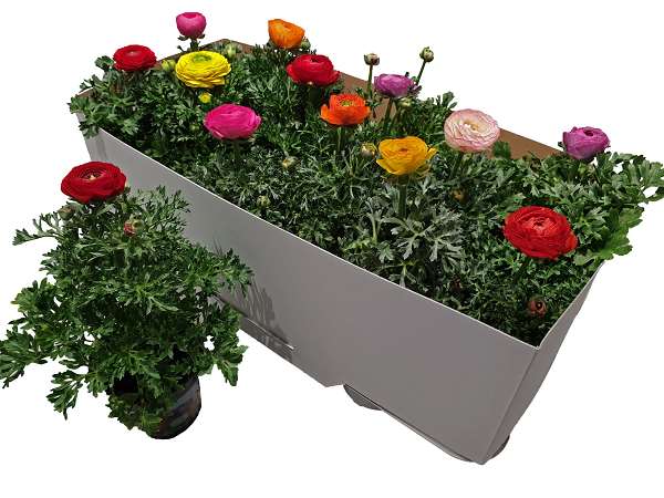 Picture of Ranonculus mix