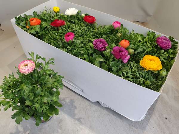 Picture of RANONCULUS MIX
