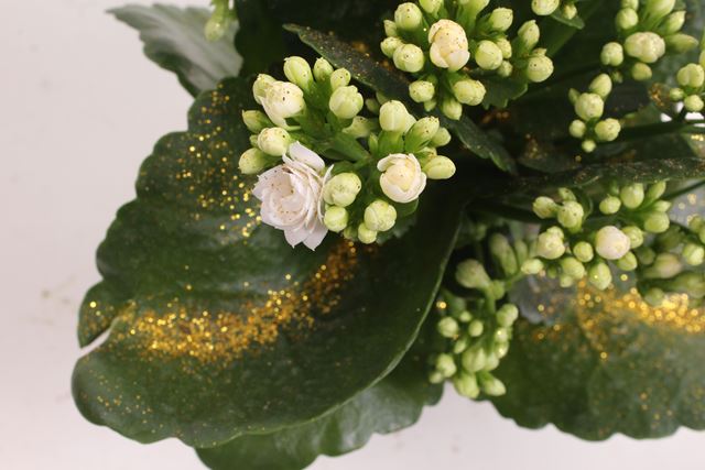Picture of KALANCHOE DOUBLE WHITE + GLITTER