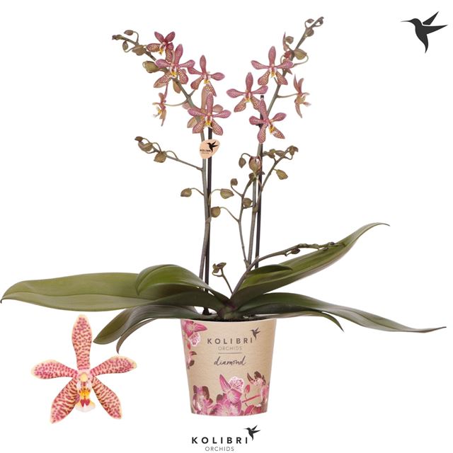 Picture of Phalaenopsis 02-stem spider orange