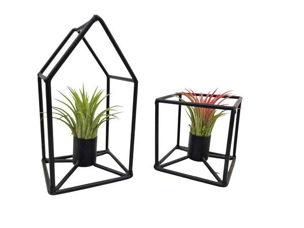 Picture of TILLANDSIA HOUSE SQUARE FRAME MIX
