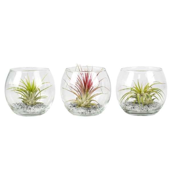 Picture of TILLANDSIA IN BALL GLASS